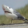 Shark B.